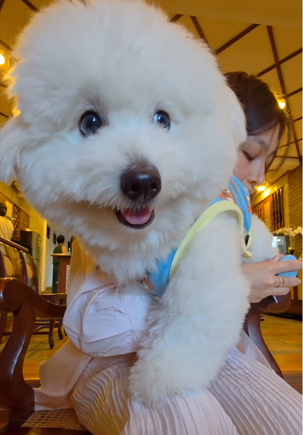 Coton de Tulear puppy Ollie