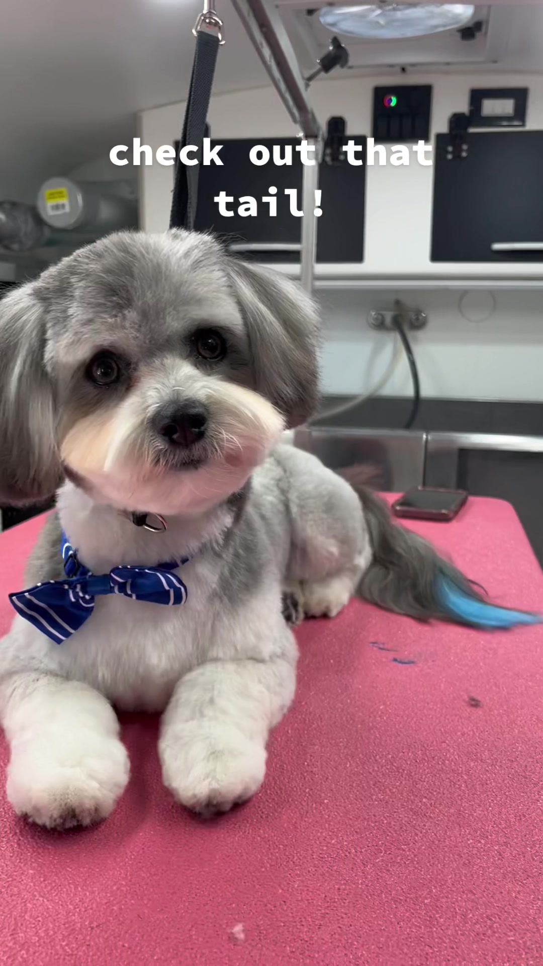 Coton de Tulear teddy bear cut